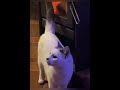 Funny sparkly cat mix 