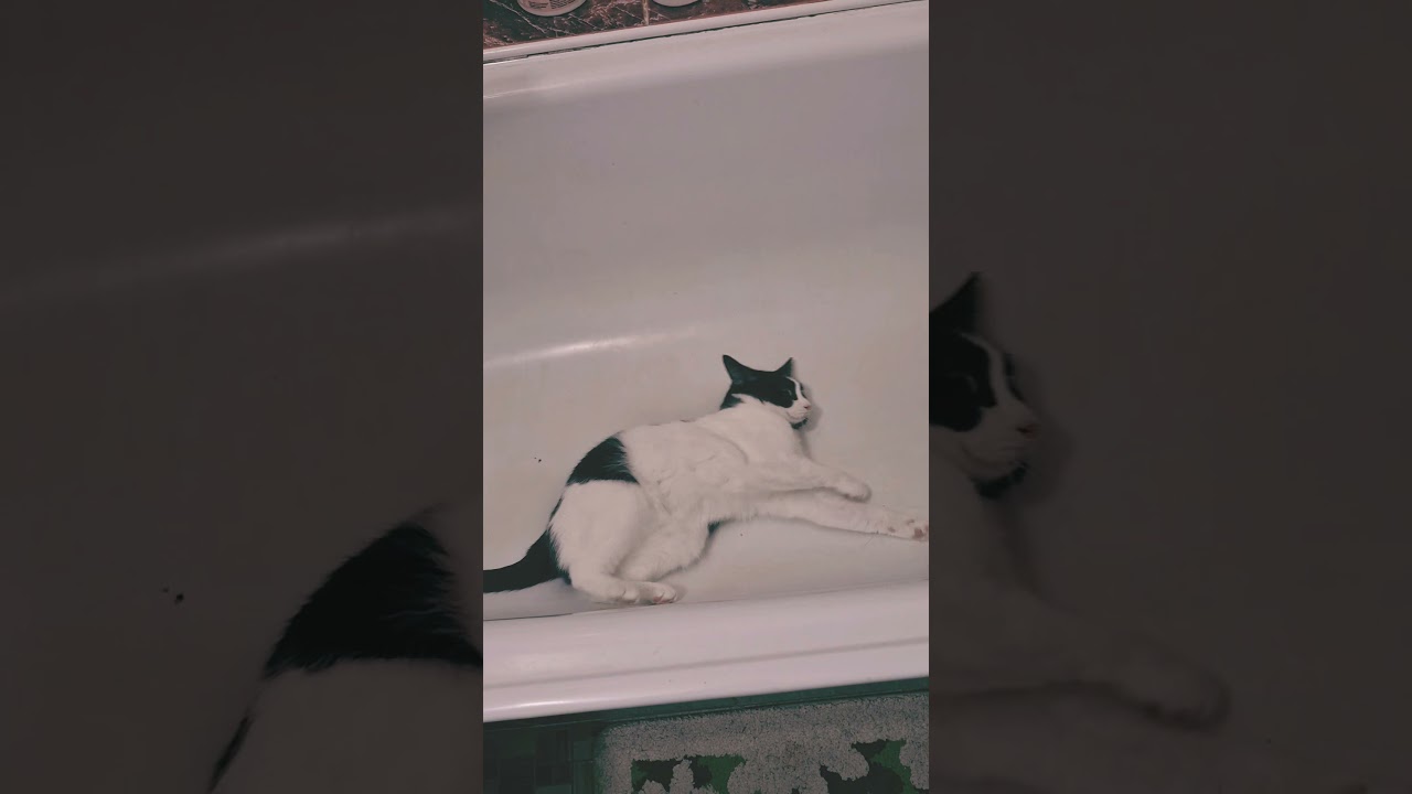 После курса валерьянки😇