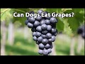 Can Dogs Eat Grapes