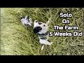 My dog Solo Playing on The Farm 5 Weeks Old