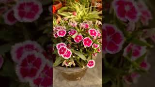 Download Lagu China pink @The PERFECT Mix MP3