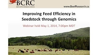 Improving Feed Efficiency in Seedstock Through Genomics (BCRC Webinar)