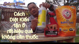 Cách Diệt Kiến tận ổ rất hiệu quả không cần thuốc - @SaigonPlace