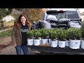Planting a Hedge of Sprinter Boxwoods 🌱// Garden Answer