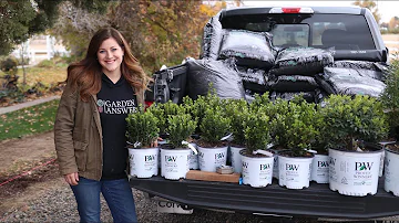 Where do boxwoods grow best?