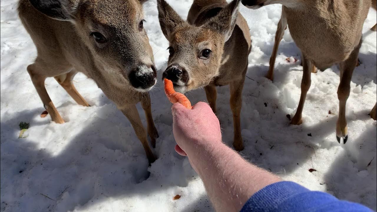 FEEDING WILD DEER CARROTS YouTube