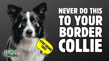 10 Things You Must Never Do to Your Border Collie