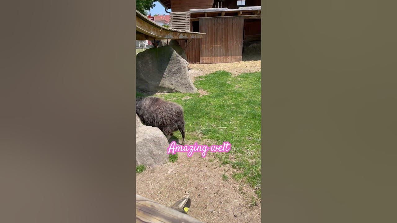 Funny animals - YouTube