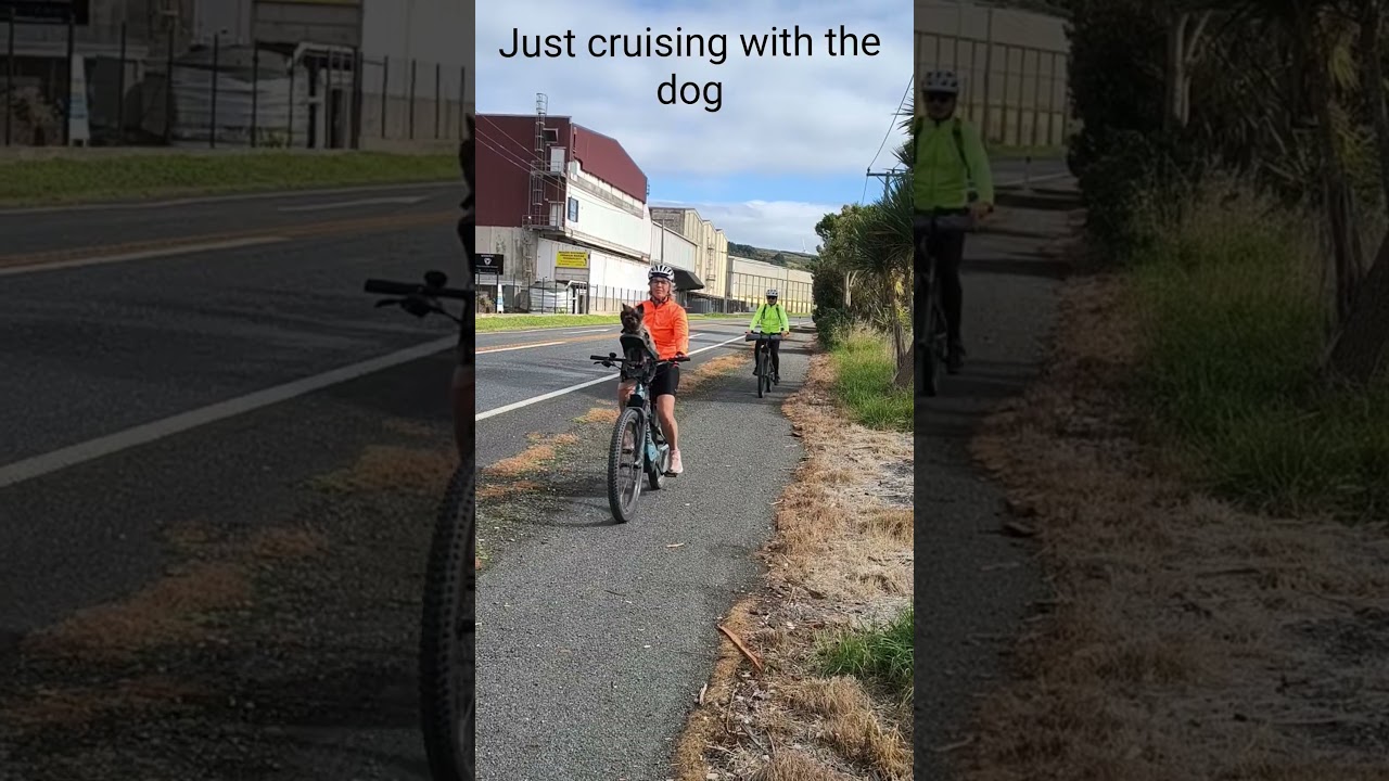 Biker dog ,just cruising