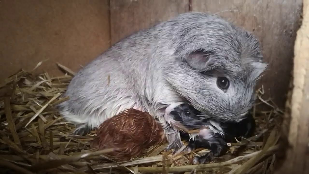 Neugeborene Meerschweinchen - Babys und Mütter sind wohlauf! - YouTube