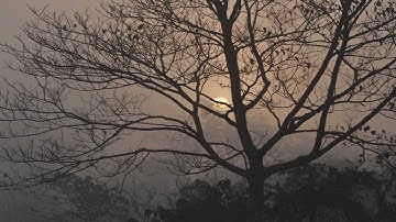 Isis - Way Through Woven Branches