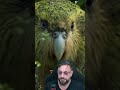 Kakapo #biologohenrique #animais #bichoesperto #biologo