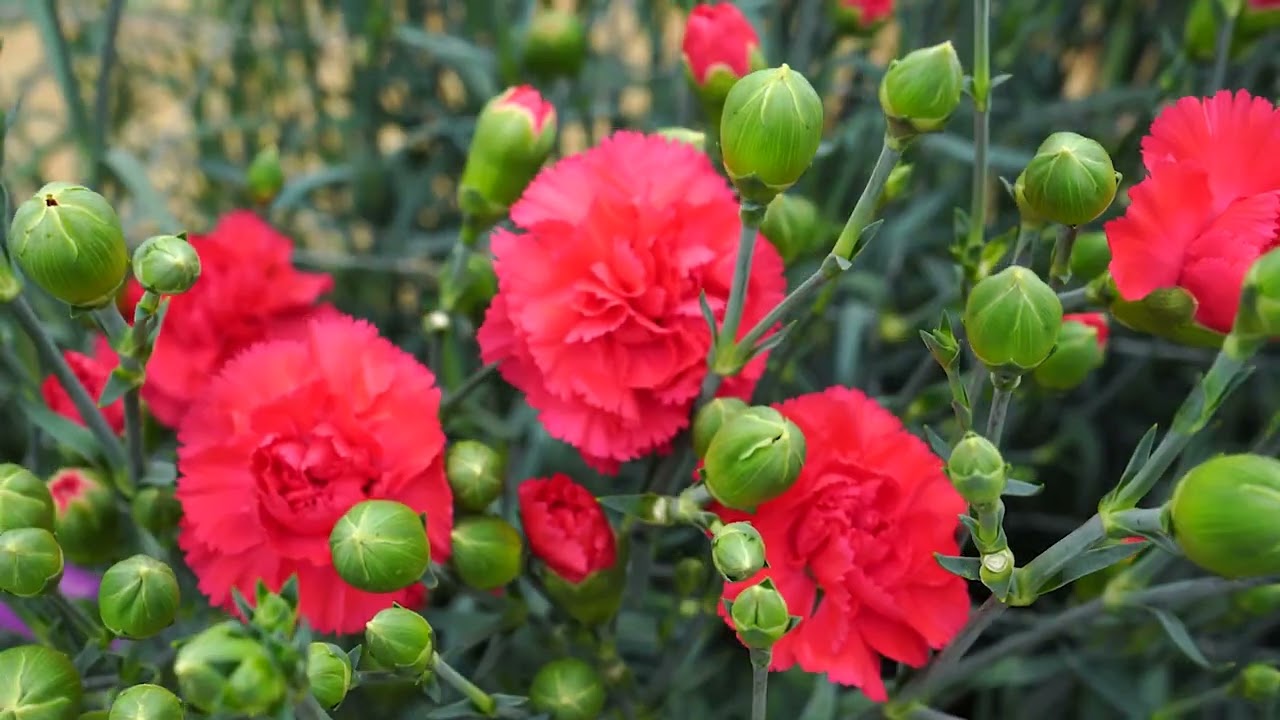 sel ® ウィークエンド | カーネーション Cuttings | スプレー