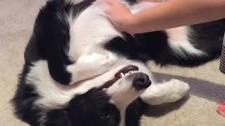 Upside down pets by Benji Border Collie 16 views 5 years ago 1 minute, 1 second