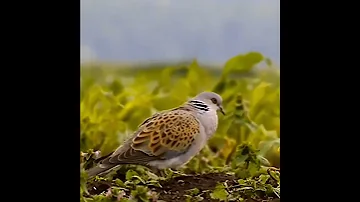 صوت رائع لهذه اليمامة الجميلة Great Voice For This Beautiful Dove 