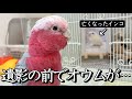 亡くなったインコの遺影に話しかけるオウム。その一言に涙しました…【モモイロインコ】