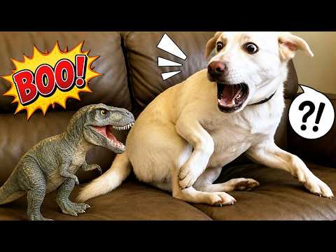 Funny Animal Videos That Will Make Your Day 😂 | Cats & Dogs Compilation 🐾