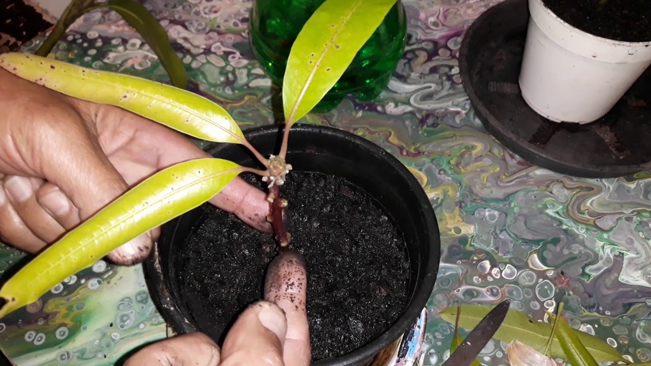 1 DENTE DE ALHO NA ESTAQUIA DE MANGA