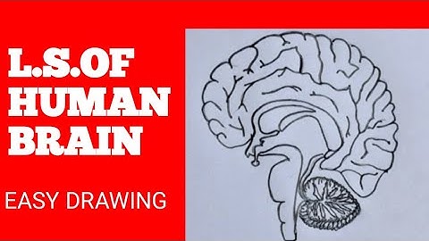 How to draw l.s of human brain  easily/ X science /#Human brain