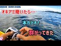 [2馬力ボート]今年は異常です。オキアミ撒いたら本ガツオが大群で襲ってきました。#和歌山 #完全フカセ #カツオ