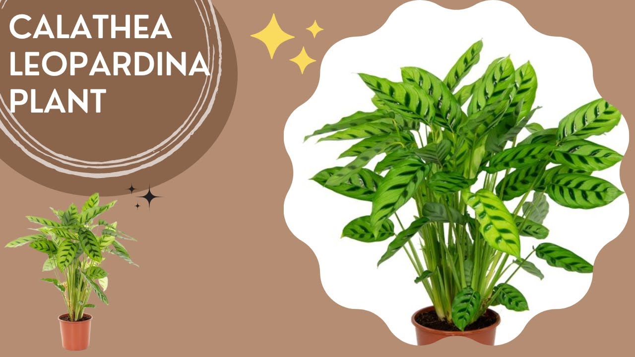 Calathea Leopardina Calathea Concinna Plant