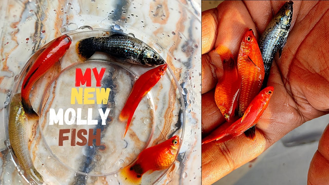 molly fish ! 😍😍 molly fish breeding!! fish breeding box! or molly fish