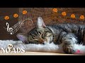 Cat Calming Music - Deep Relaxation Music for Cats - Peaceful Piano Music 🐈