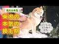 【柴犬】換毛期が急襲！一昨日まで普通だったのにこれが本気の換毛期と思う柴犬の本気【shibainu】