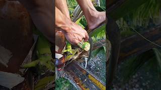 Coconut flower cutting for Coconut wine 🍷🥥🌹 #coconut #coconuttree #wine #agriculture