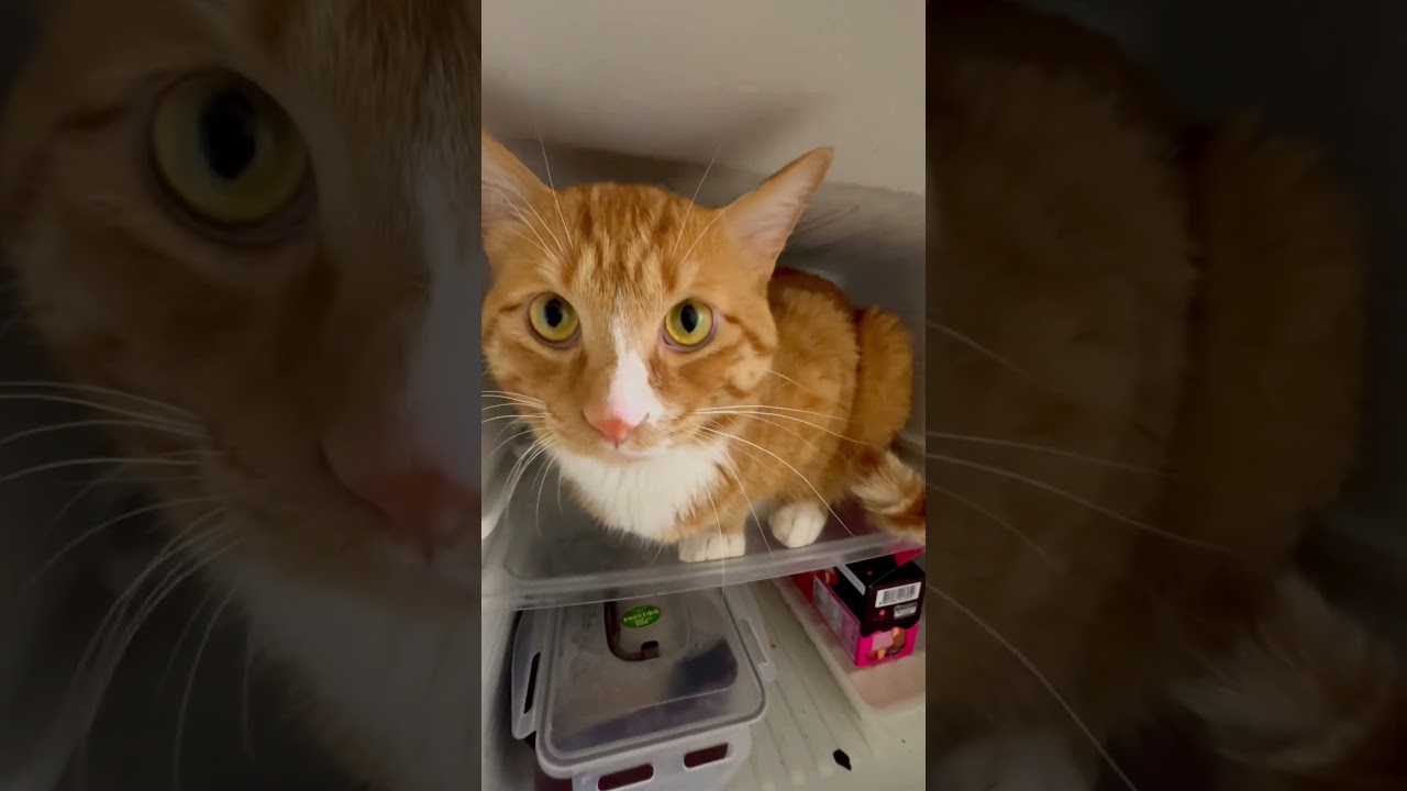 Bechora Simba isib ketibdi😅🐈