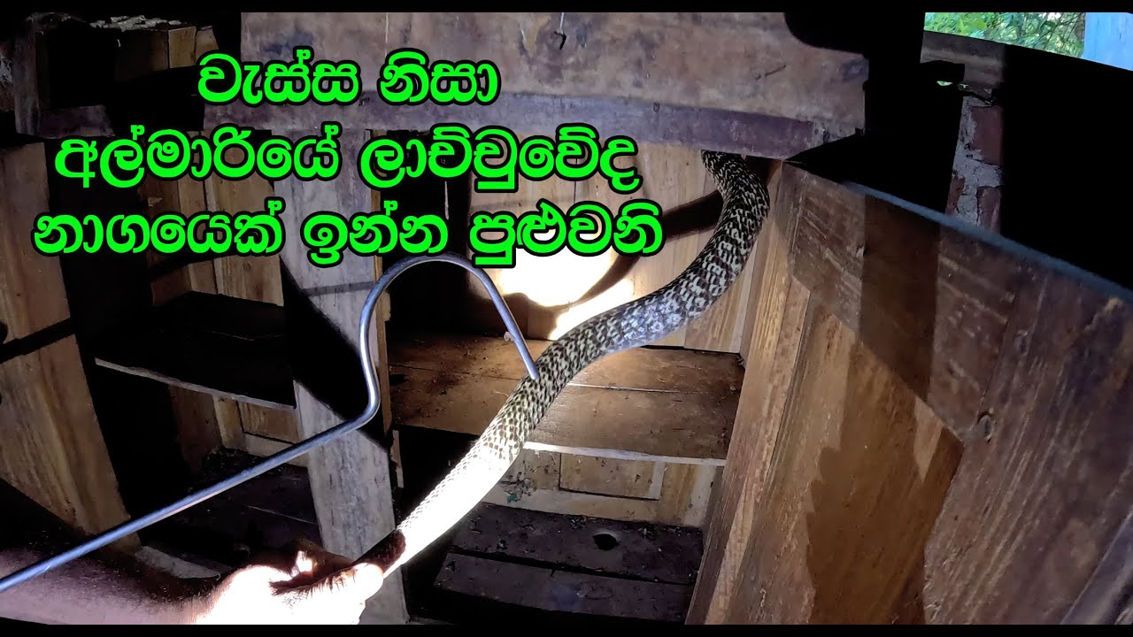 Bogas ele lachchuwe naya