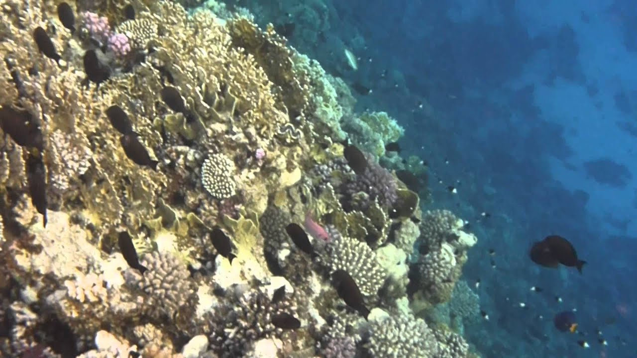 HIgh Definition Underwater world Three Corners Fayrouz 2013 YouTube