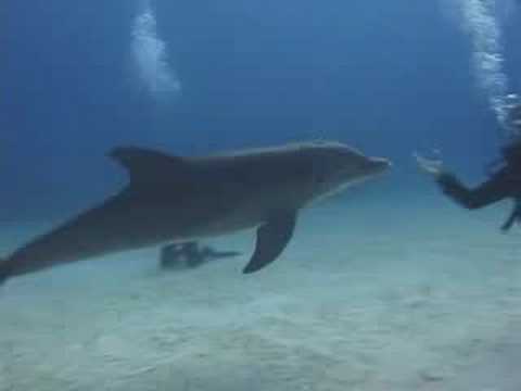 Awesome Dolphin Experience in Grand Bahamas - YouTube
