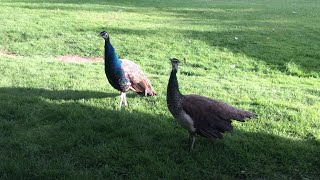 Our Free Range Peacocks  Kevin And Penny