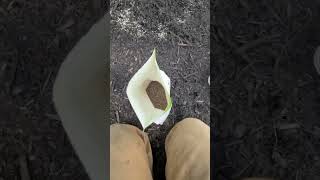 Fertilizing Windmill Palm