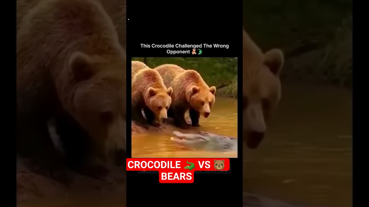 CROCODILE 🐊 BECOMES FOOD FOR BEAR AFTER TRYING TO ATTACK 😭💔♥️SUBSCRIBE♥️♥️#animals #wildlife #shorts