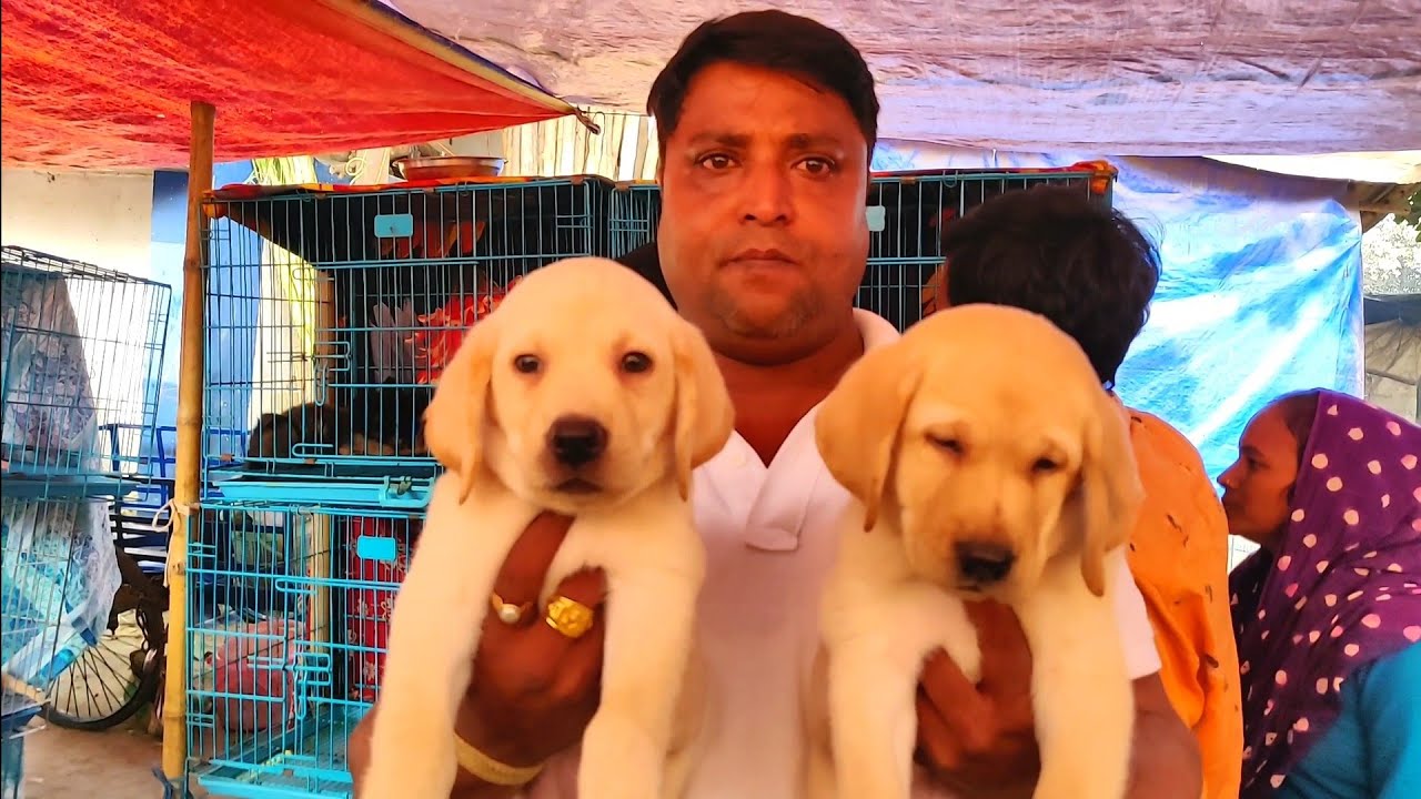 Excellent quality Labrador puppy for sale at Galiff Street pet market