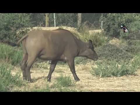 Safari voiture Savane et Brousse à la Réserve africaine de Sigean - Aude - France @Maryka46