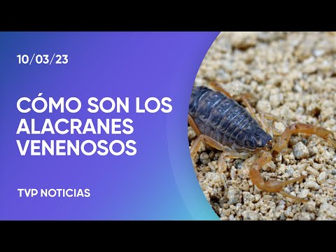 Cómo diferenciar los alacranes venenosos de los que no lo son