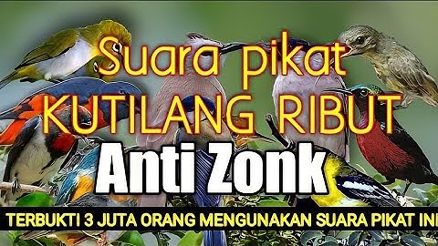 Mp3 Suara pikat burung kecil ampuh kombinasi kutilang ribut | bird trap sound