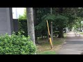 本日のメタセコイヤ通り。10/7