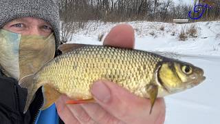 On the Ice Searching for GOLD! Quest Ep. 29: Golden Shiner (Notemigonus crysoleusus)