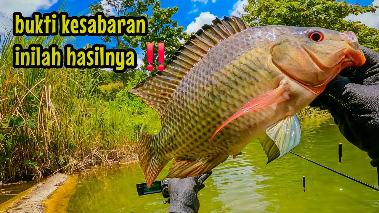 KETIKA SABARKU DIUJI 😤🔥‼️ TIBA-TIBA UMPAN DIMAKAN IKAN BESAR || mancing ikan nila di waduk gongseng