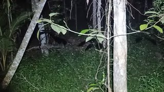 Download Lagu Live Sarang Pocong Tanpa Kepala 😱 MP3 Download Lagu Live Sarang Pocong Tanpa Kepala 😱 MP3
