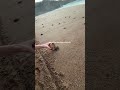 a truly magical experience releasing baby turtles 🐢