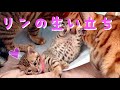 【祝1歳】ベンガル猫リンの産まれたて〜1歳までの生い立ち