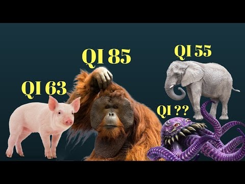 Video: Quale Animale è Il Più Stupido?