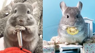 Cute Pet| Cutest and Funniest Chinchilla🐭baby animals video Compilation