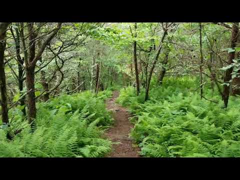 upload image Paw's Day 78 Mile 884.4 AT Thru-Hike
