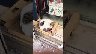 Cat6.4